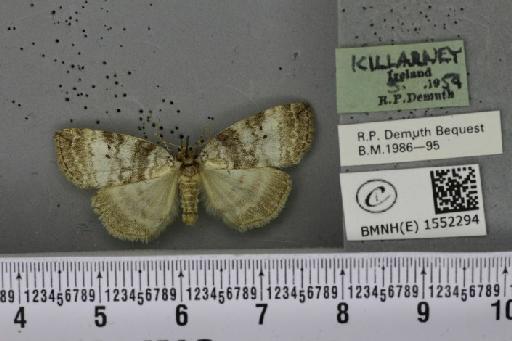 Ochropacha duplaris (Linnaeus, 1761) - BMNHE_1552294_237357