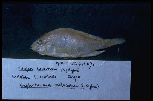 Tilapia lacrimosa Boulenger, 1906 - Haplochromis melanopus; 1906.5.30.471-473