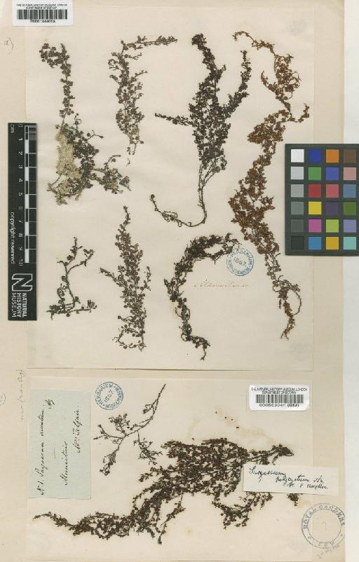 Sargassum polycystum C.Agardh - BM001044663