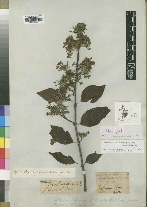 Holarrhena floribunda (G.Don) T.Durand & Schinz - BM000925715