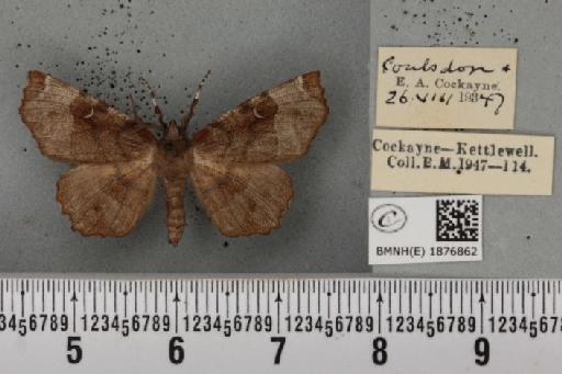 Selenia tetralunaria ab. nigrescens Cockayne, 1949 - BMNHE_1876862_449243