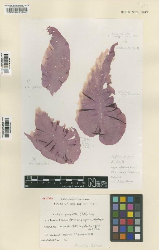 Porphyra purpurea (Roth) C.Agardh - BM000806059