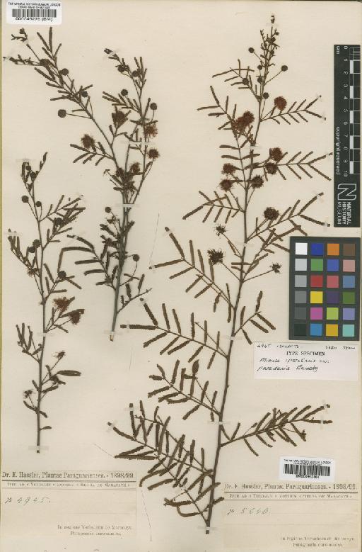 Mimosa iperoensis var. paradenia Barneby - BM000952364