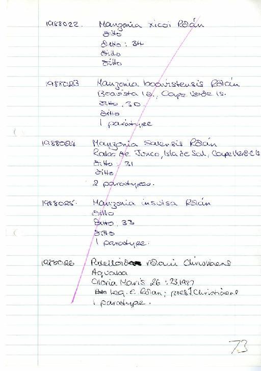 Patelloida rolani Christiaens, 1987 - Zoology Accessions Register: Mollusca: 1986 - 1993: page 73