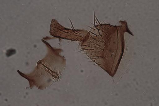 Simulium (Nevermannia) ruficorne Macquart, 1838 - 010195938_Simulium_Nevermannia_ruficorne_gonocoxite gonostyle ventral plate