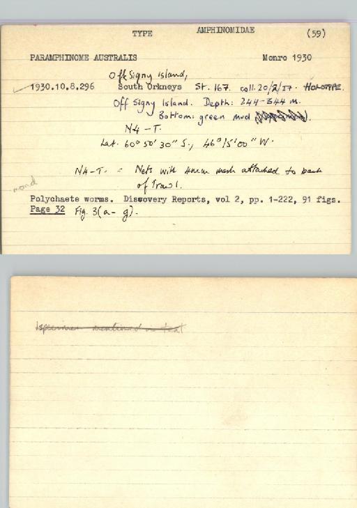 Paramphinome australis Monro, 1930 - Poychaeta_Type_1051-combined