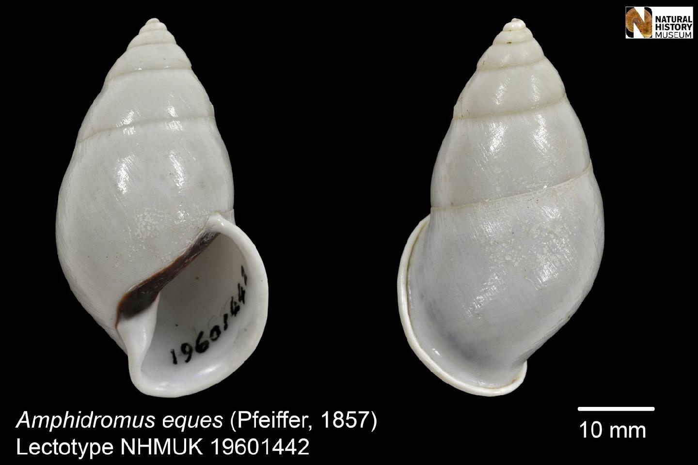 To NHMUK collection (Bulimus eques Pfeiffer, 1857; LECTOTYPE; NHMUK:ecatalogue:2458910)