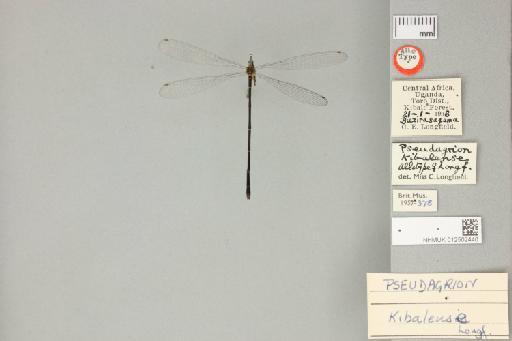 Pseudagrion kibalense Longfield, 1959 - 012502440__