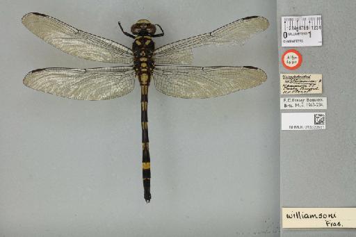 Gomphidia williamsoni Fraser, 1923 - 013323561_dorsal