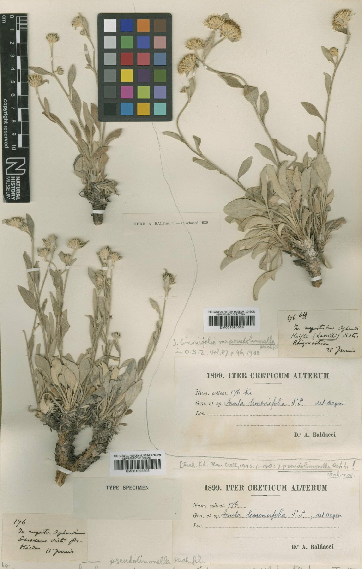 To NHMUK collection (Inula candida subsp. decalvans (Halácsy) P.W.Ball ex Tutin; Type; NHMUK:ecatalogue:1766334)