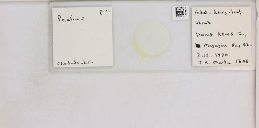 Pealius rhododendrae Takahashi, 1935 - 013488227_117725_1092324_157653_NonType