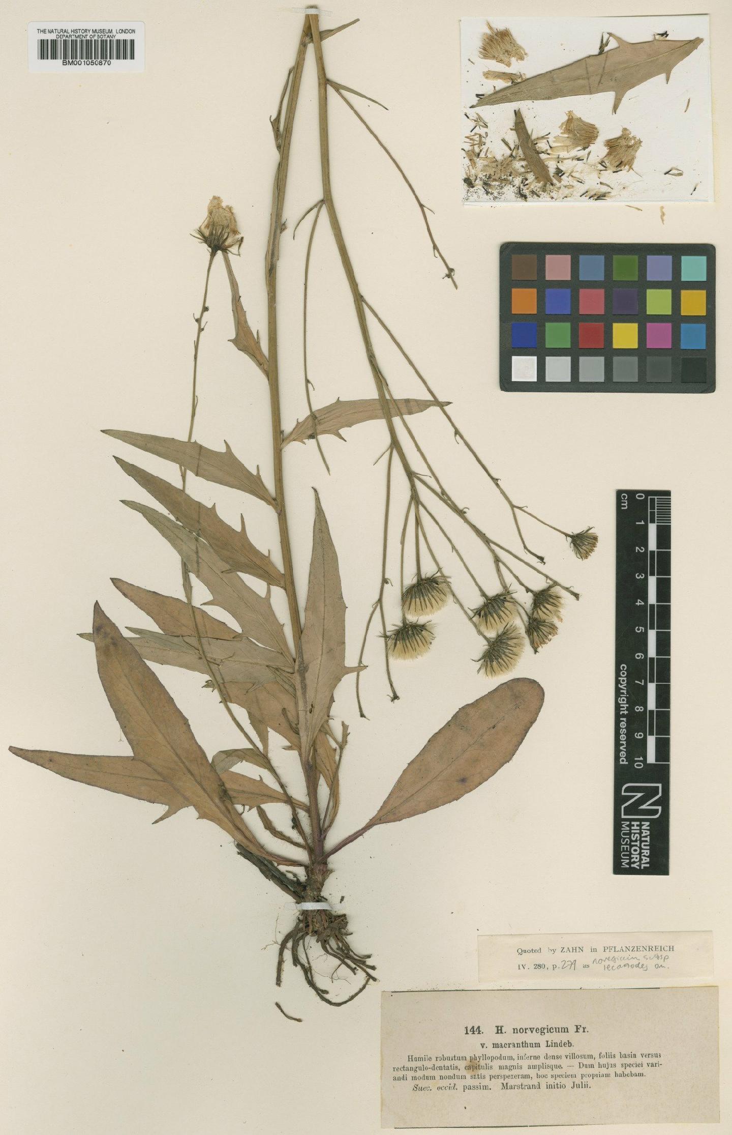 To NHMUK collection (Hieracium norvegicum subsp. lecanodes (Omang) Zahn; TYPE; NHMUK:ecatalogue:2400109)
