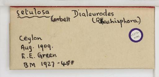 Rhachisphora setulosa Corbett, 1926 - 013503324_additional