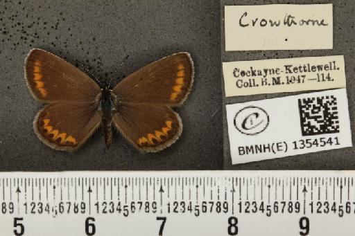 Plebejus argus argus ab. croceovirgatus Tutt, 1909 - BMNHE_1354541_a_153071