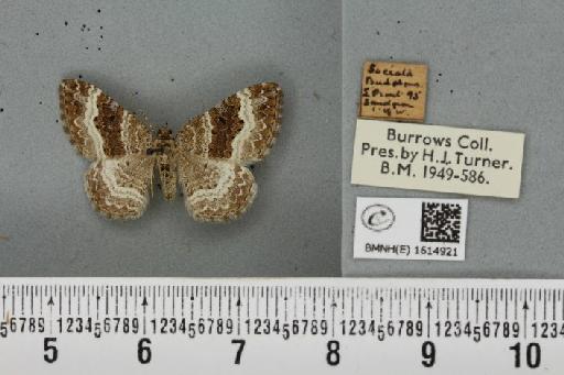 Epirrhoe alternata alternata ab. obscura Lempke, 1950 - BMNHE_1614921_316071