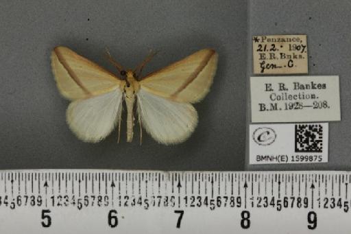 Rhodometra sacraria ab. ochracearia Fuchs, 1903 - BMNHE_1599875_300813