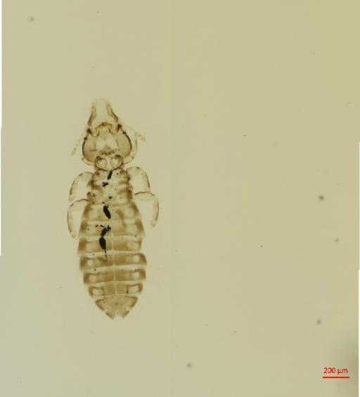 Rallicola elliotti Emerson, 1955 - 010689858__2017_08_10-Scene-1-ScanRegion0