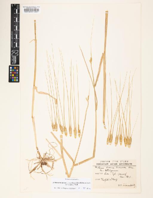 Triticum turgidum subsp. dicoccoides (Asch. & Graebn.) Thell. - 000086057