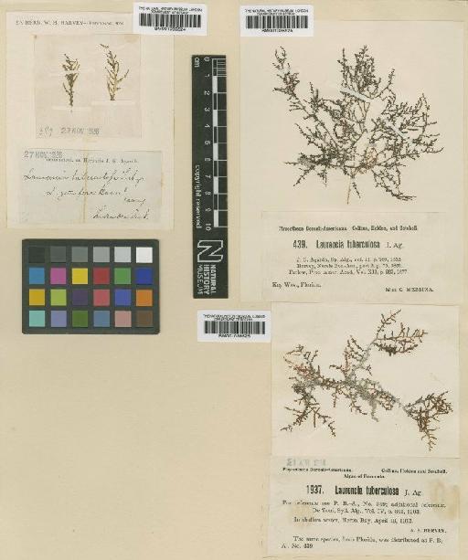 Laurencia poitei (J.V.Lamour.) M.Howe - BM001039526