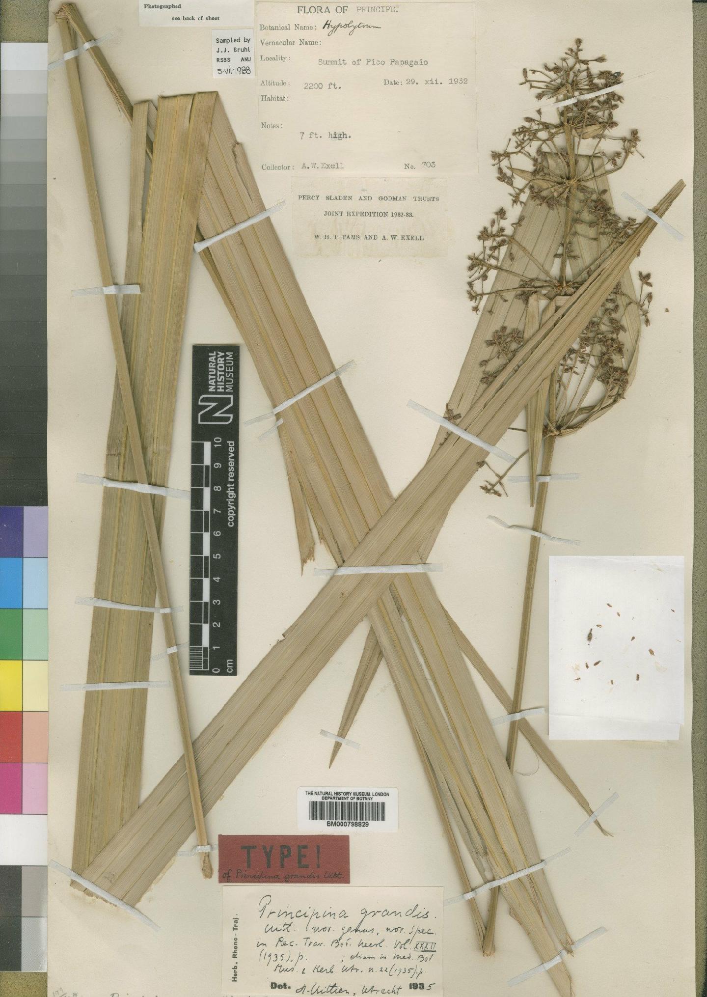 To the Natural History Museum, London (Principina grandis Uittien BM000798829 type 1)