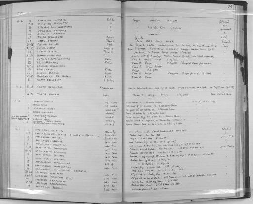 Chromis chromis Linnaeus, 1758 - Zoology Accessions Register: Fishes: 1961 - 1971: page 165