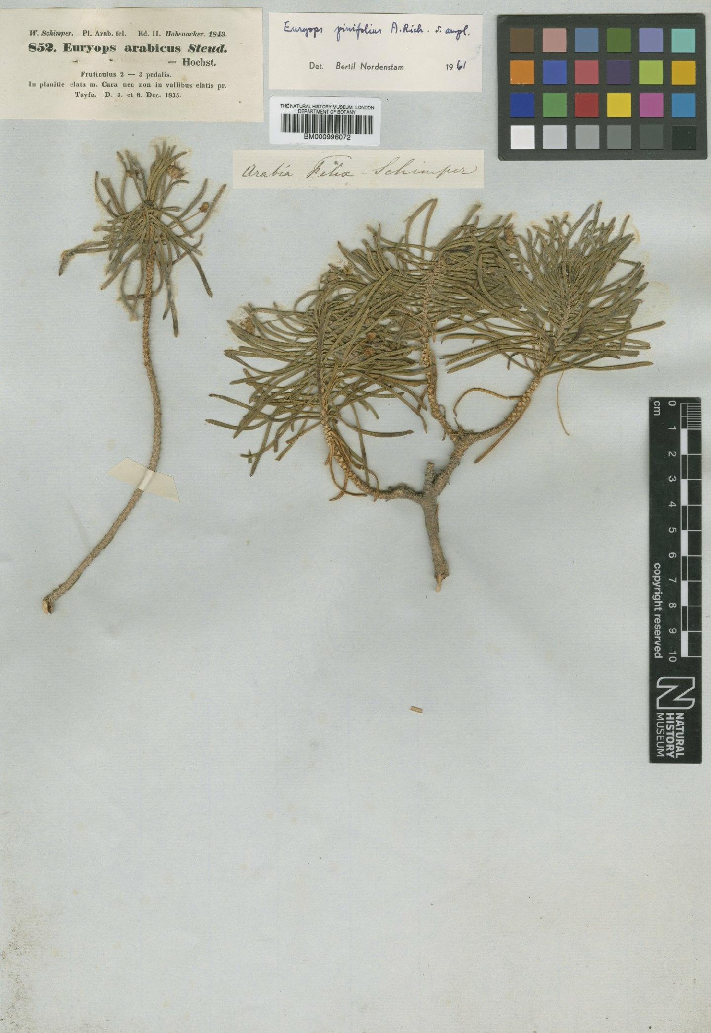 To NHMUK collection (Euryops arabicus Steud. ex Jaub. & Spach; Type; NHMUK:ecatalogue:475504)