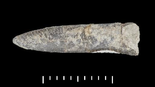 Parapassaloteuthis zieteni (Mayer-Eymar, 1884) - PI CC 1112 - belemnite