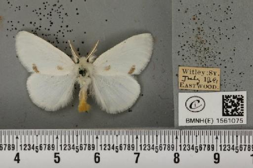 Euproctis similis (Fuessly, 1775) - BMNHE_1561075_253792