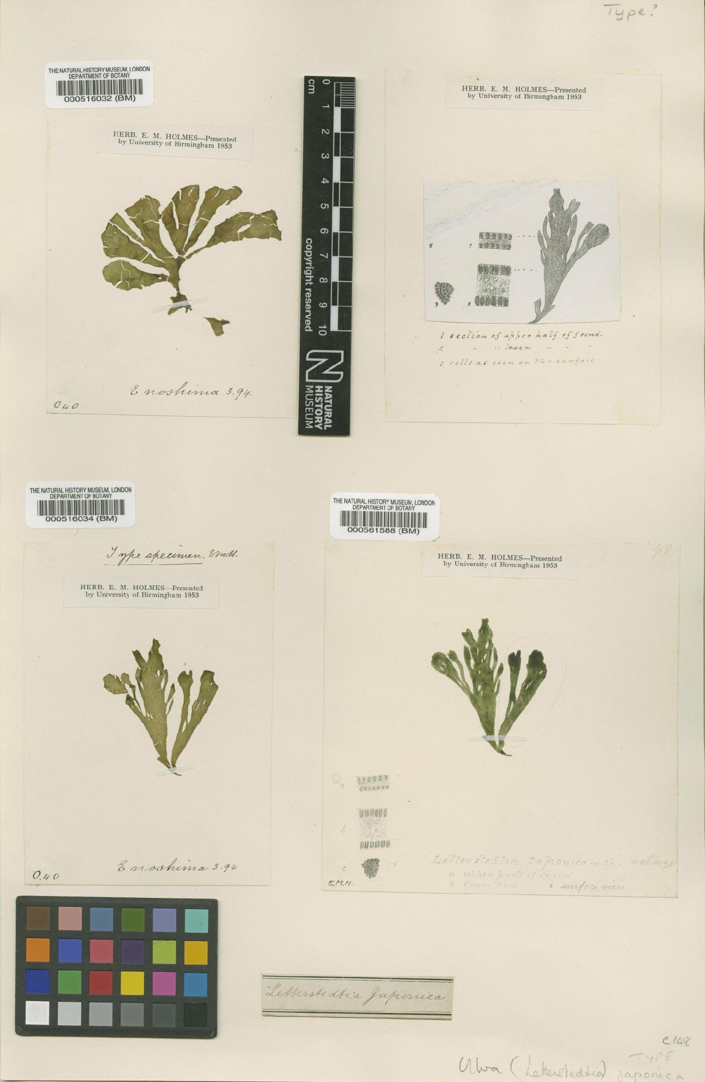 To NHMUK collection (Ulva japonica (Holmes) Papenfuss; Type; NHMUK:ecatalogue:4830949)