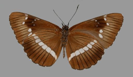 Neptis incongrua Butler - BMNH(E)#1719056_Neptis_incongrua_occidentalis_Rothschild_holotype_male_ventral