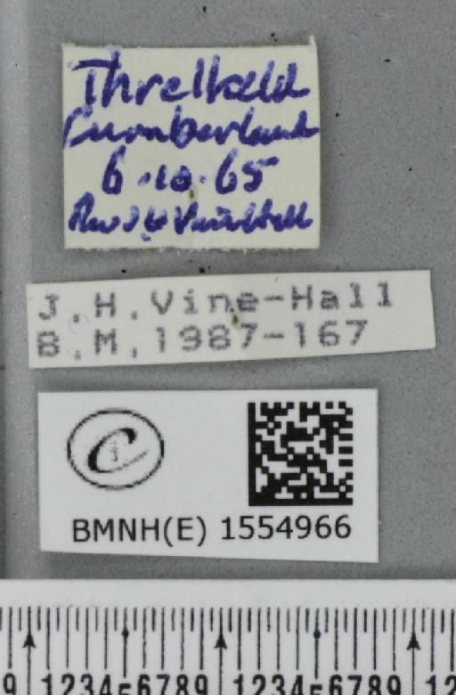 Diloba caeruleocephala (Linnaeus, 1758) - BMNHE_1554966_label_259253
