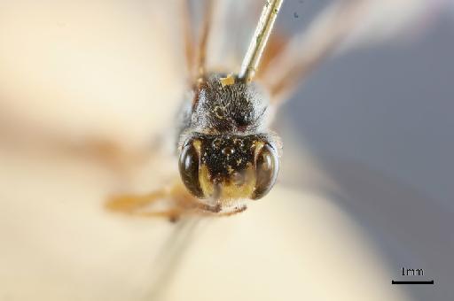 Agrypon secundum Morley, C., 1913 - 015213392_Agrypon secundum_face