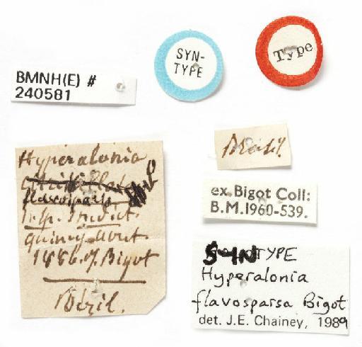 Ligyra flavosparsa (Bigot, 1892) - BMNH(E) #240581Hyperalonia flavosparsa - labels