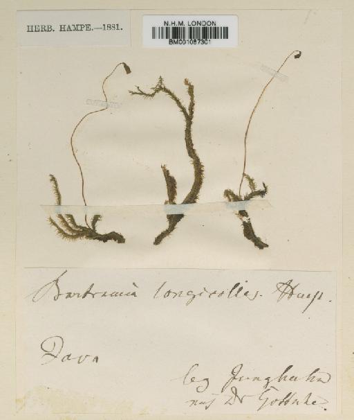 Fleischerobryum longicolle (Hampe) Loeske - BM001087301.tif