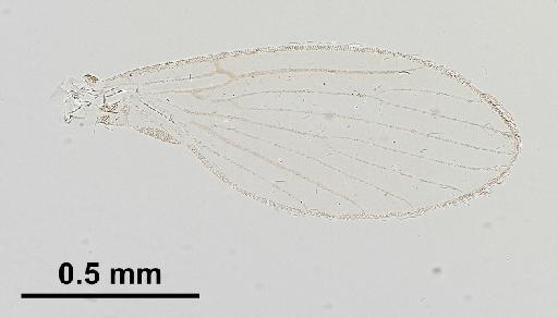 Trichomyia inopis Duckhouse, 1978 - Trichomyia_inopis-010210271-wing-100_0x-scale