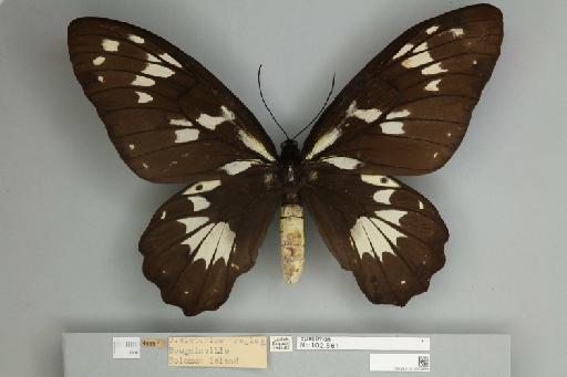 Ornithoptera victoriae regis Rothschild, 1895 - 013602493__
