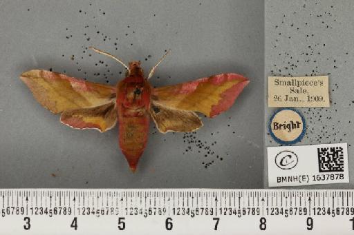 Deilephila porcellus (Linnaeus, 1758) - BMNHE_1637878_206931