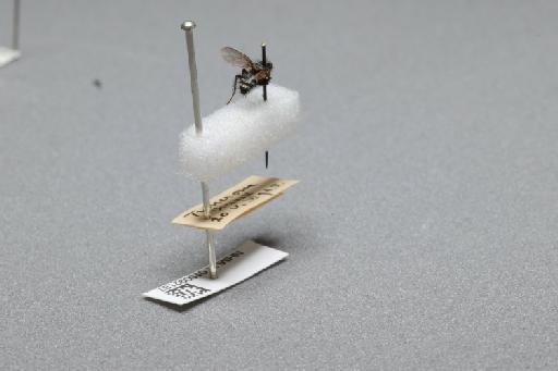 Sarcophaga (Myorhina) nigriventris Meigen, 1826 - 015092187_additional_1
