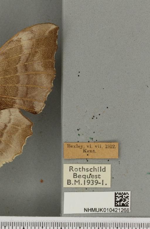 Laothoe populi populi (Linnaeus, 1758) - NHMUK_010421268_label_526216