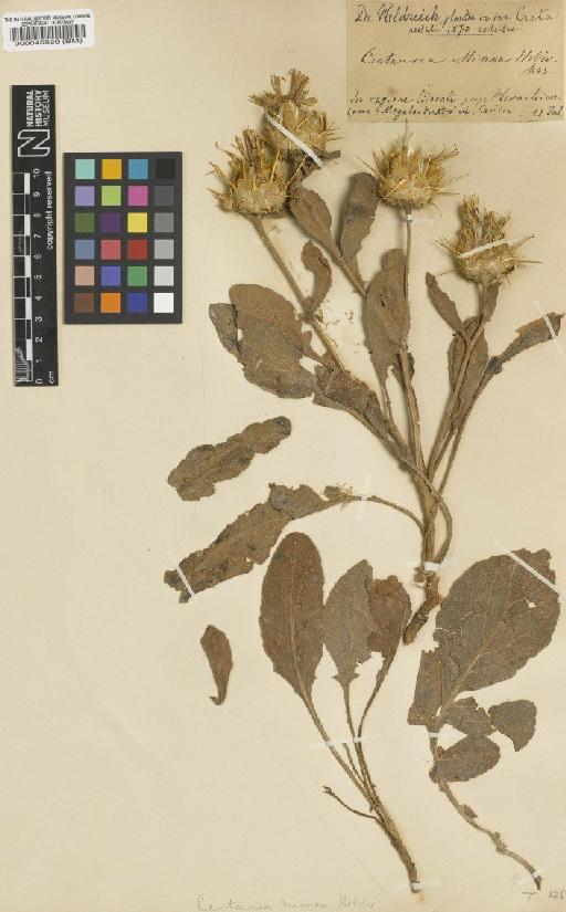 Centaurea sprunneri subsp. minoa (Heldr.) Dostal - BM000045920