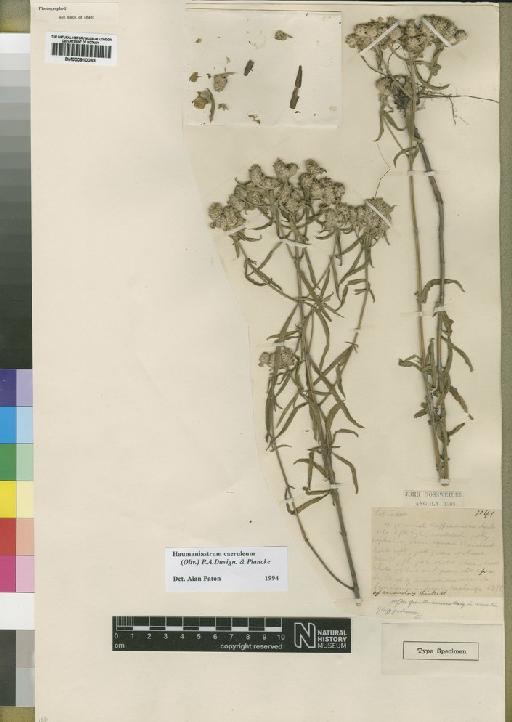 Haumaniastrum caeruleum (Oliv.) P.A.Duvign. & Plancke - BM000910063