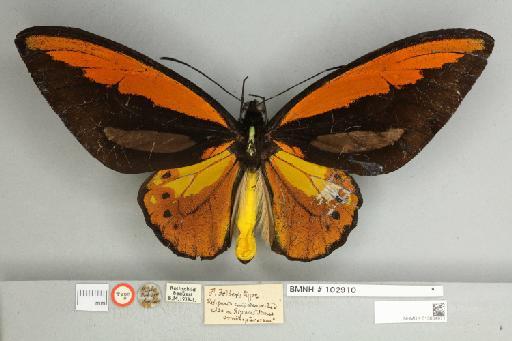 Ornithoptera croesus lydius Felder, 1865 - 013604971__