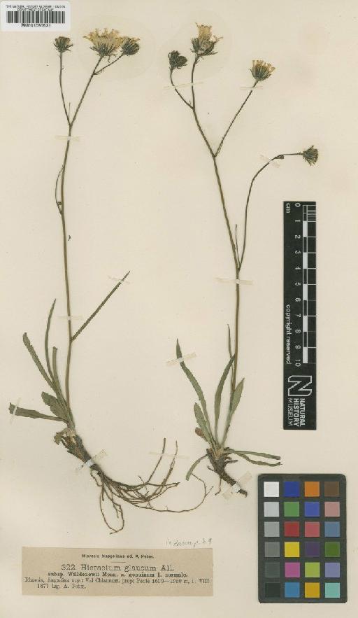 Hieracium glaucum subsp. willdenowii (Monnier) Nägeli & Peter - BM001050531