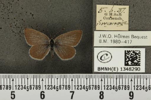 Cupido minimus (Fuessly, 1775) - BMNHE_1348290_150720