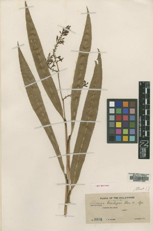 Alpinia brachyantha Merr. - BM000617291