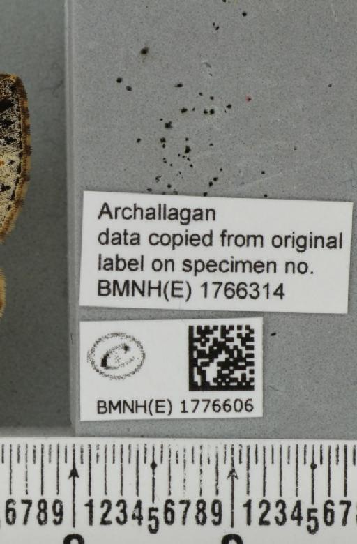 Dysstroma citrata citrata (Linnaeus, 1761) - BMNHE_1776606_label_353312