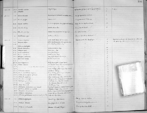 Bulinus beccarii species group Forskalii - Zoology Accessions Register: Mollusca: 1925 - 1937: page 190