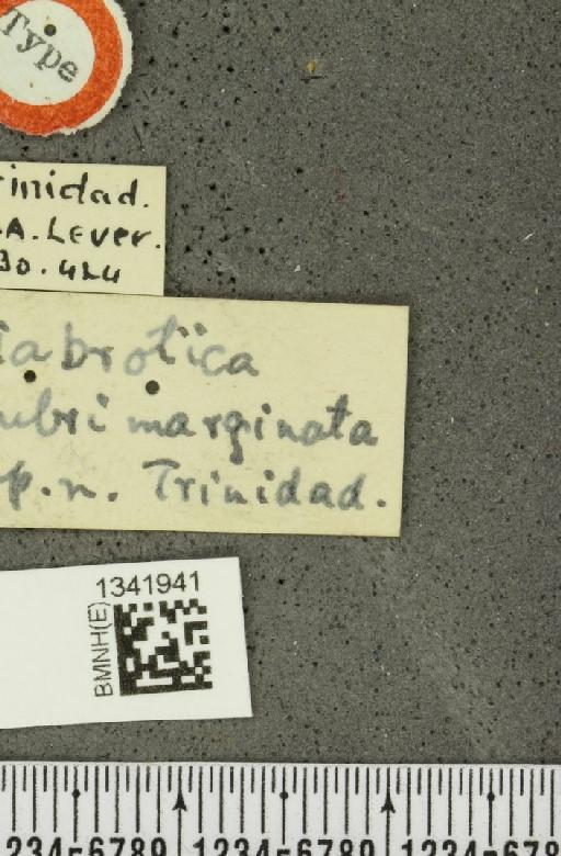 Cerotoma rubrimarginata (Lever, 1930) - BMNHE_1341941_label_23922