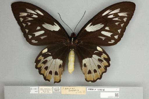 Ornithoptera priamus teucrus Joicey & Talbot, 1916 - 013603231__