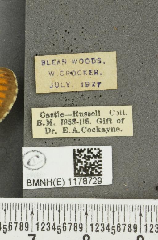 Melitaea athalia ab. corythallia Hübner, 1790 - BMNHE_1178729_label_56423